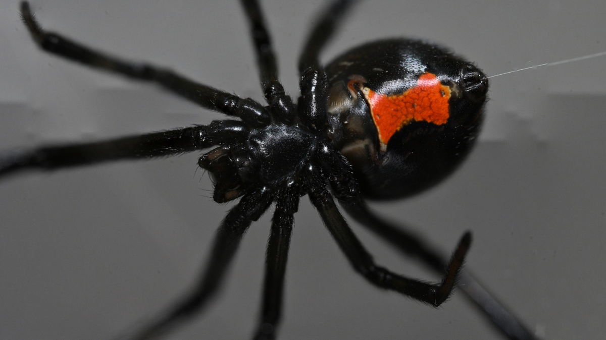 Featured image for The Mystery of Vanishing Black Widows Solved by Scientists.