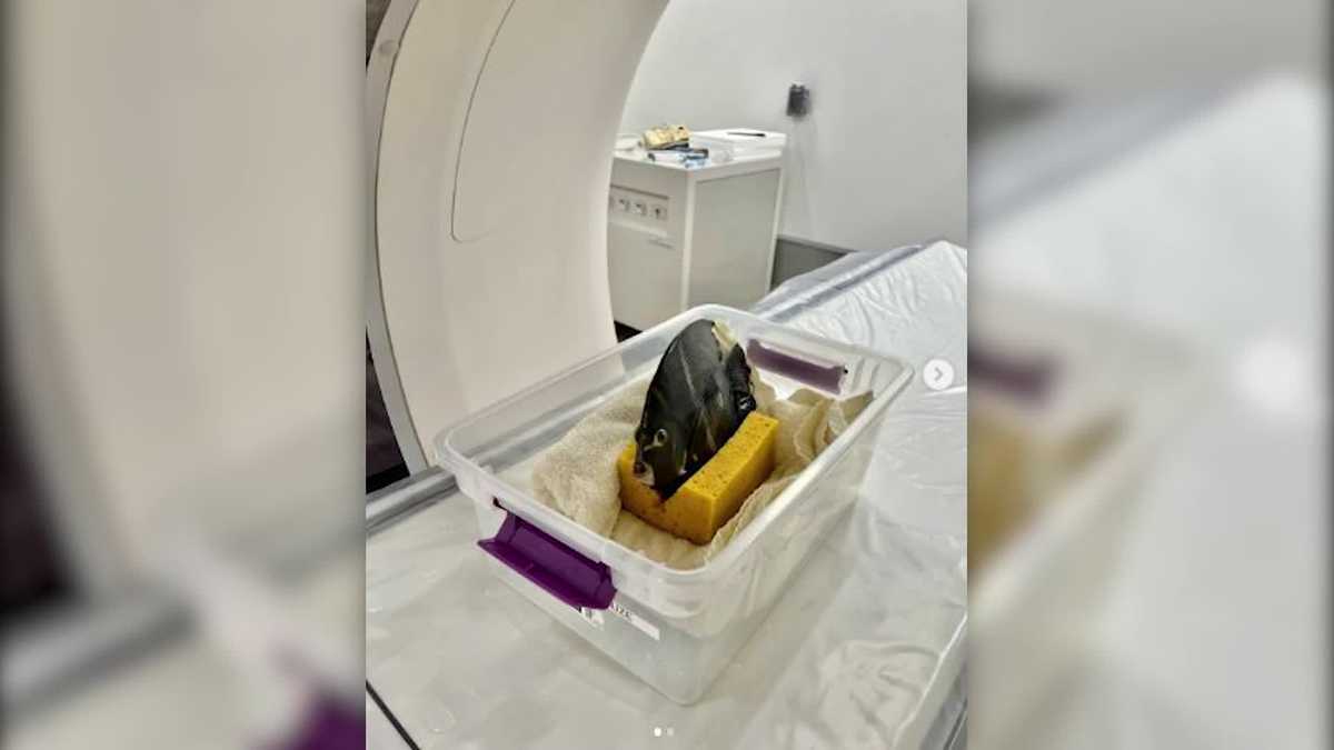 Featured image for "Unusual Angelfish's CT Scan Reveals Surprising Swim Behavior"