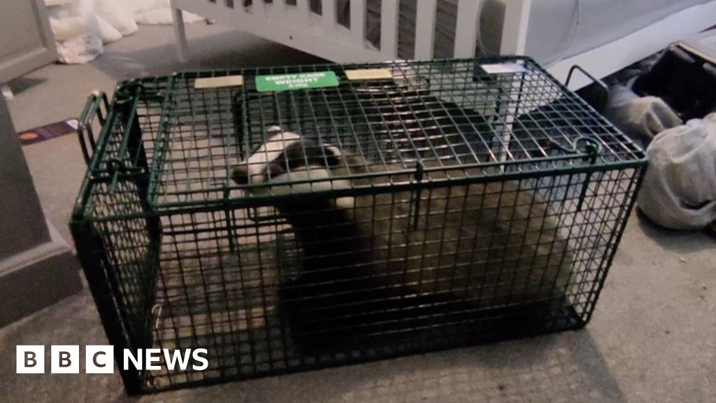 Featured image for Badger Break-Ins: Isle of Wight Homeowners Battle Pesky Intruders