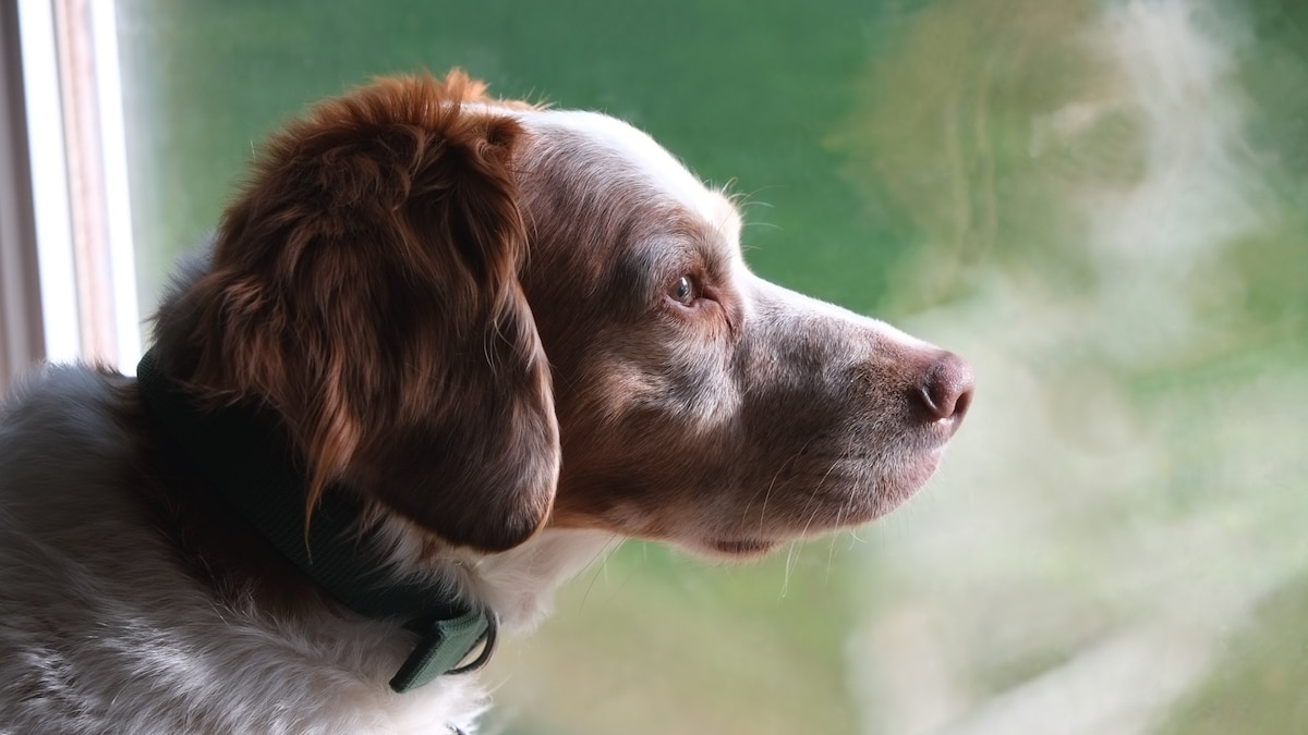 Featured image for The Growing Concern: Unraveling the Mystery of the Dog Respiratory Illness