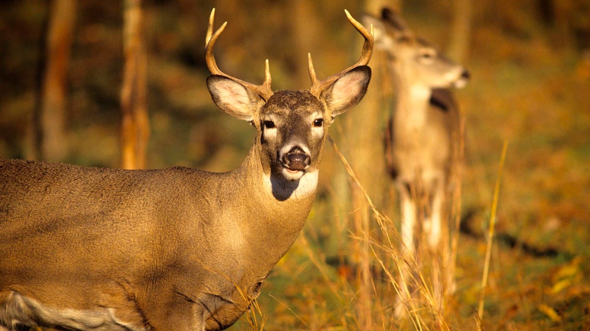 Featured image for COVID-19 Rapidly Evolving in Deer, Poses New Threat