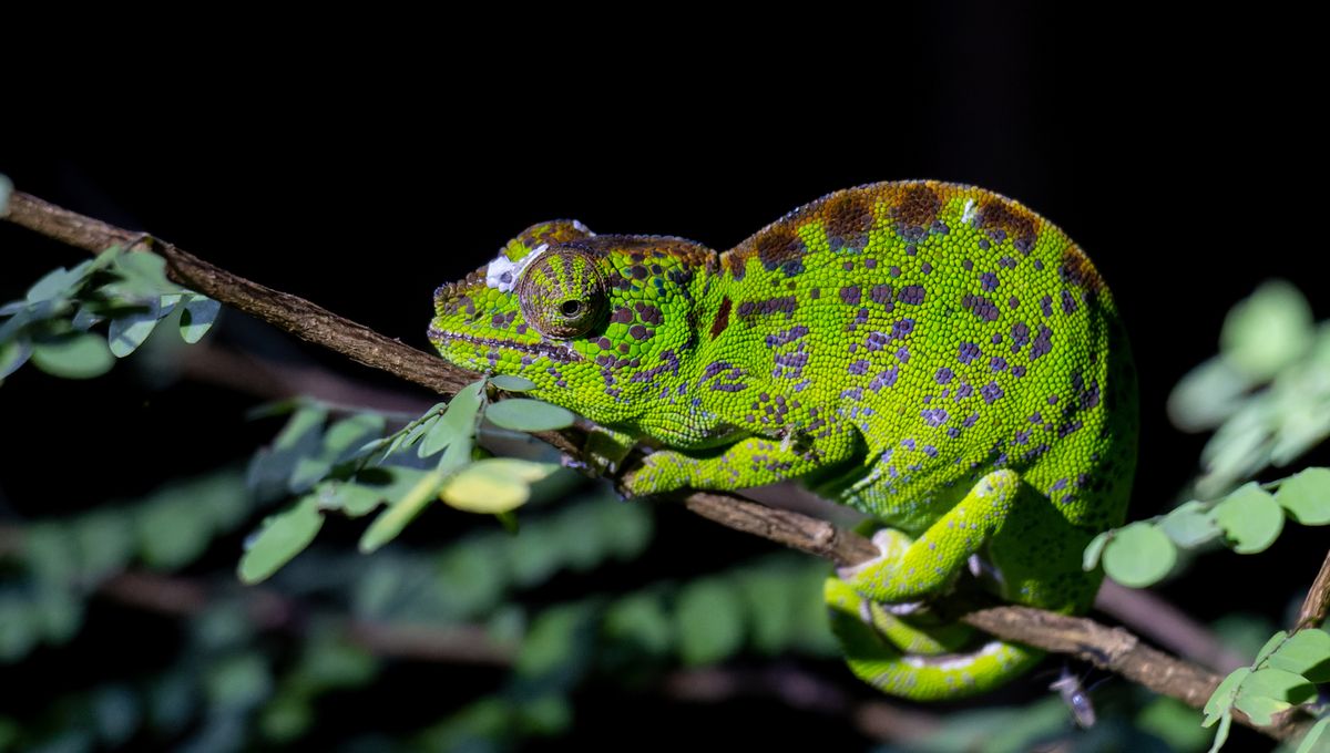 Featured image for "Rare Footage: Labord's Chameleon's Spectacular Color Display in Final Moments"