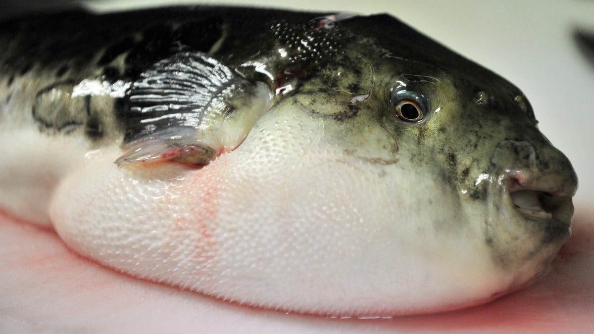 Fatal Consequences: Man Dies from Eating Poisonous Pufferfish