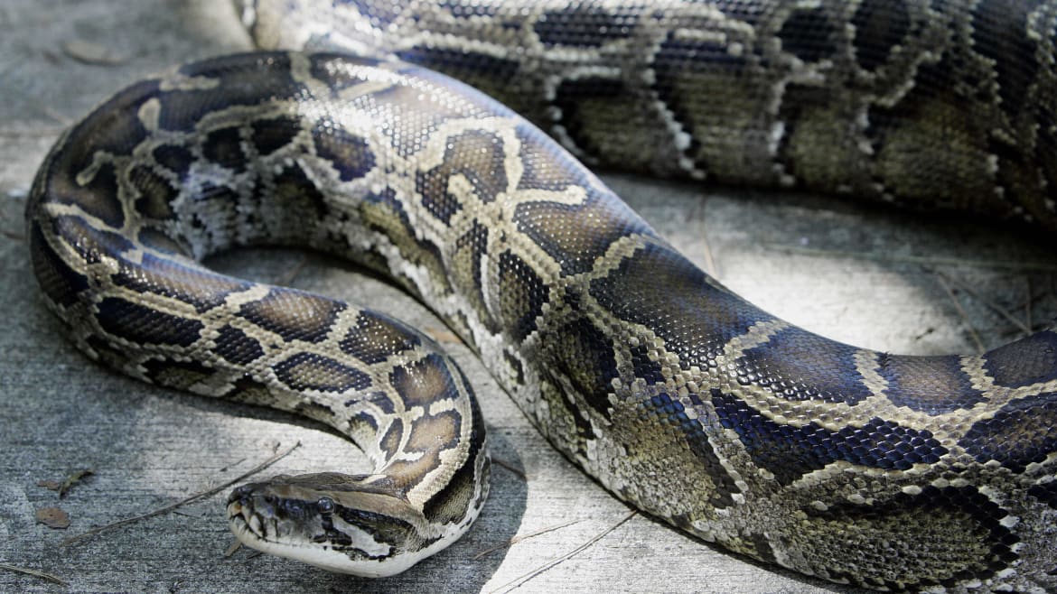 Featured image for "Georgia Men's Plot to Feed Woman's Daughter to Large Python Uncovered by Feds"