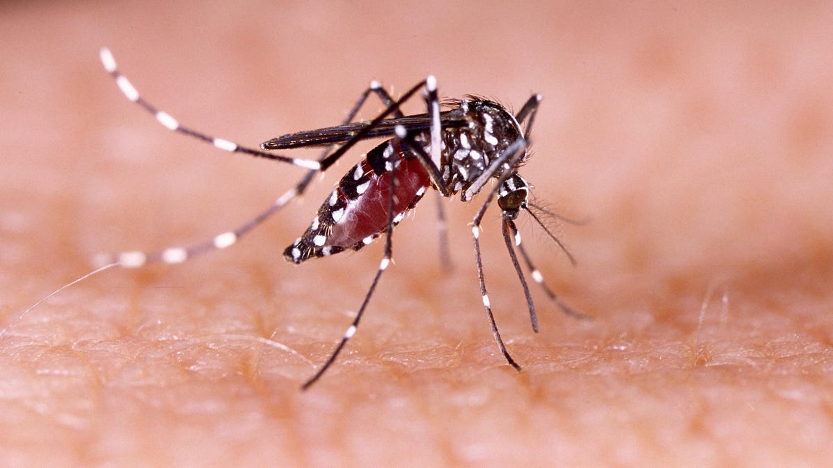 "Unprecedented Dengue Outbreak Hits Florida"