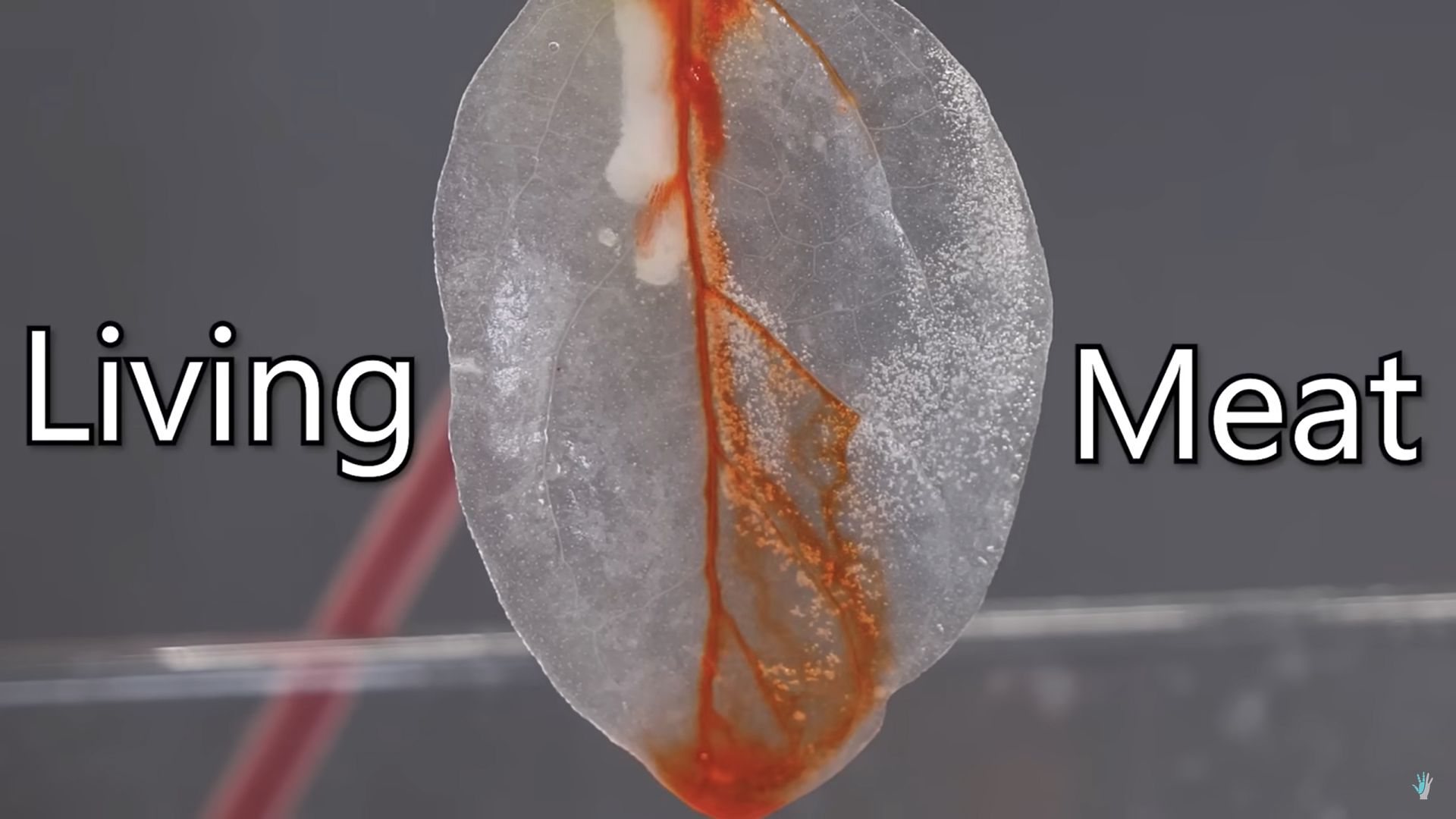 Leafy Meats: The New Trend in Healthy Eating