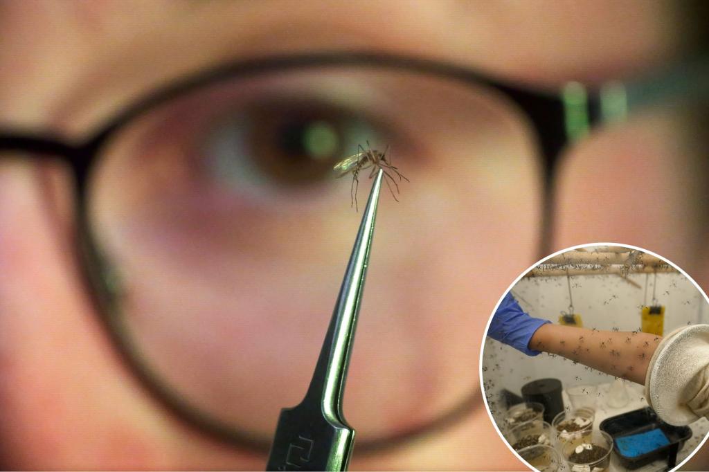 Scientists' Blood Sacrifice: Mosquitoes Feast While Researching Control Methods