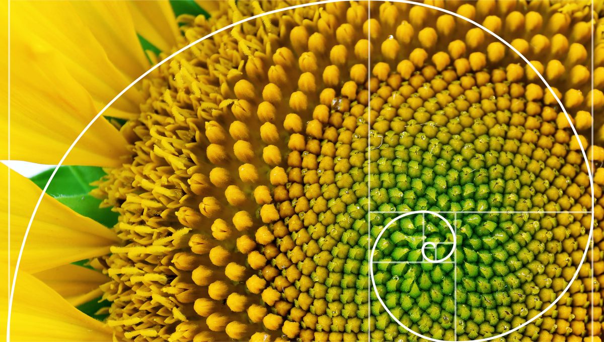 Featured image for Ancient Plant Defies Fibonacci Sequence, Baffling Scientists