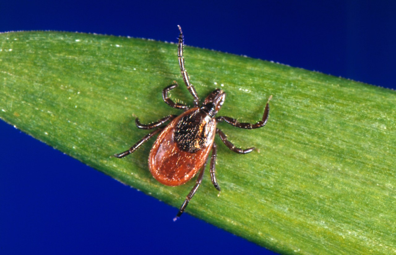 Fatal Case of Powassan Disease in Rhode Island Woman