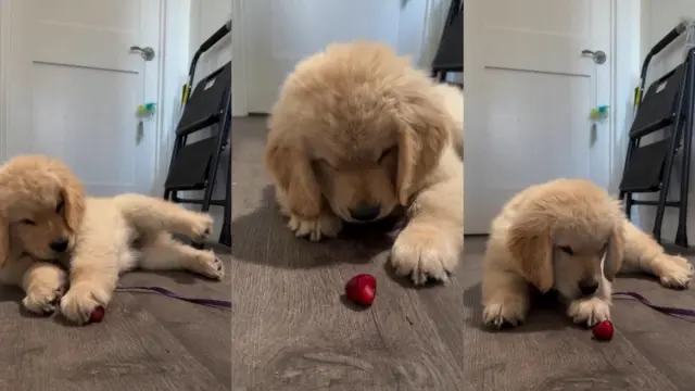 Owner Posts Adorable Video of Golden Retriever Puppy Trying Strawberry for the First Time