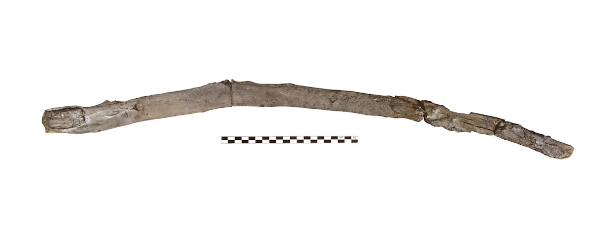 430,000-year-old wooden tools unearthed at Greek lake site