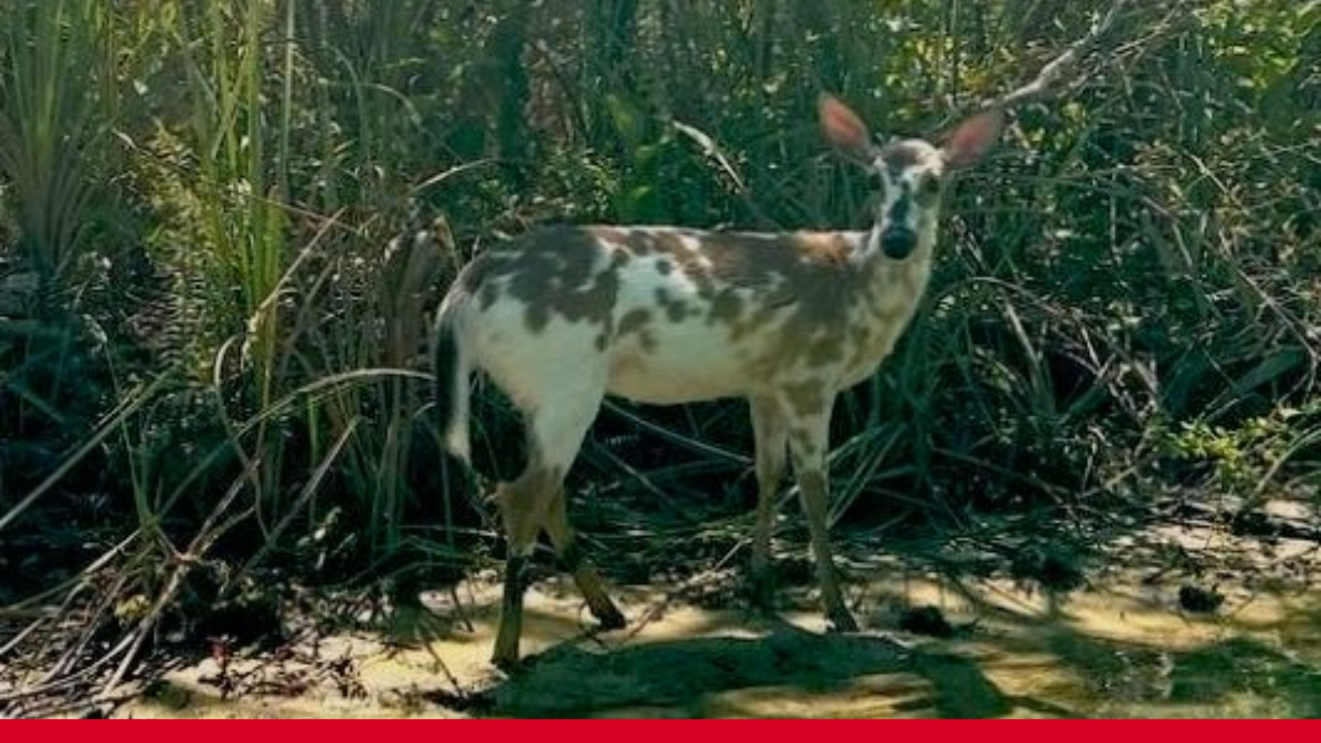 Featured image for "Rare Piebald Deer Spotted in Florida"