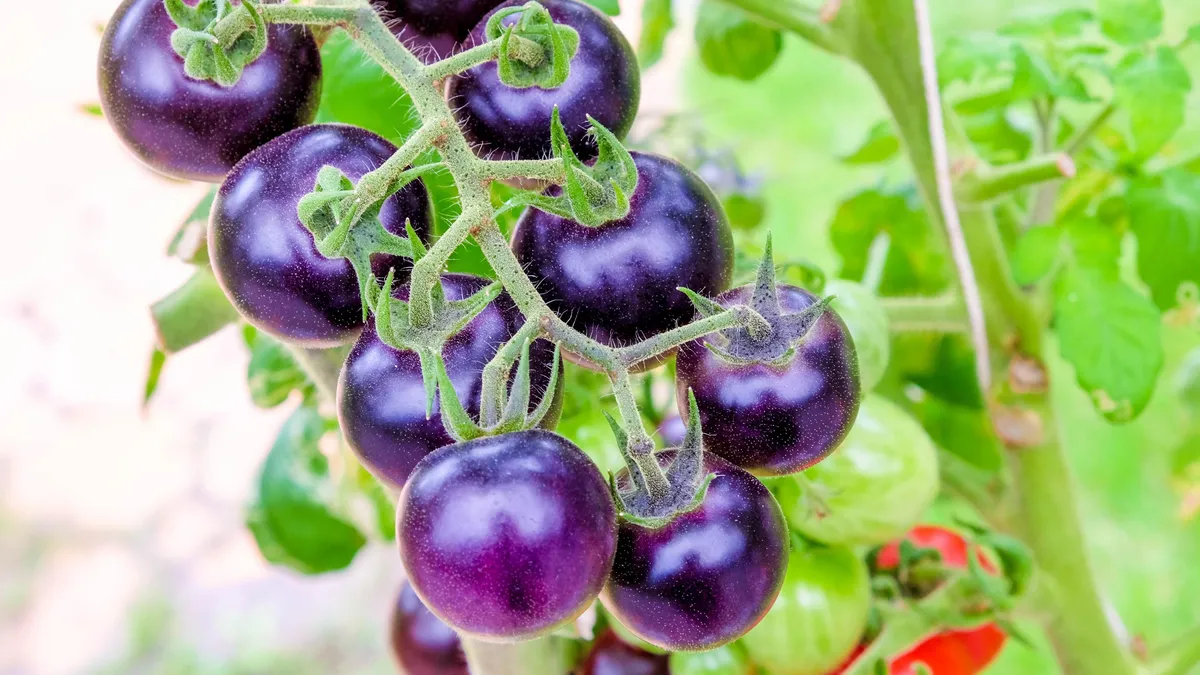 Featured image for "Unveiling the GMO Purple Tomato: A Must-Have for Home Gardeners"