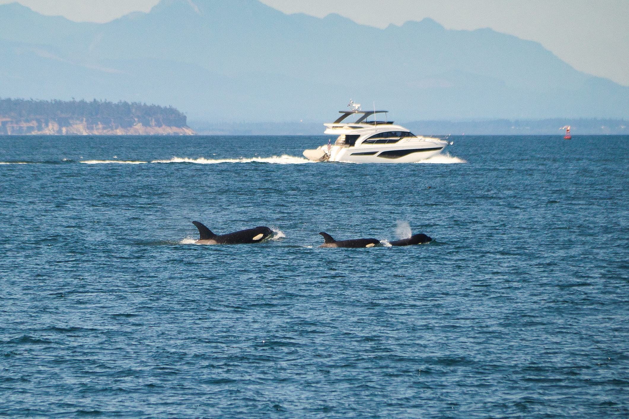Featured image for The Mysterious Phenomenon of Killer Whales Attacking Boats.