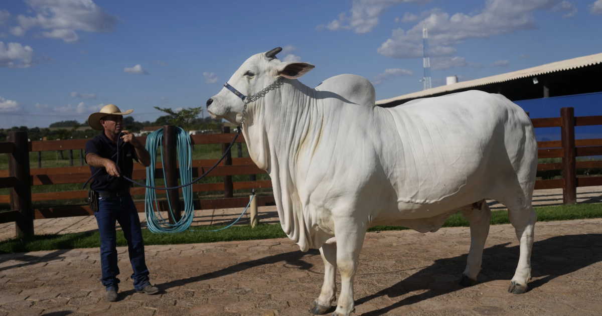 Featured image for Brazil Introduces $4M Supercow with Double the Meat