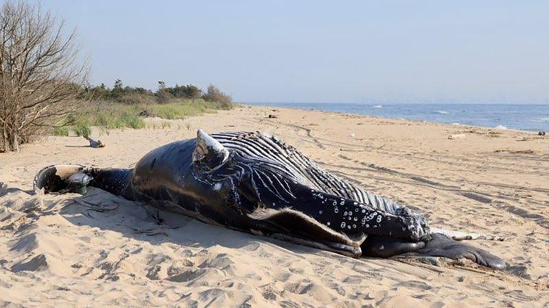 Featured image for Multiple Humpback Whales Found Dead with Signs of Trauma in New York Waters