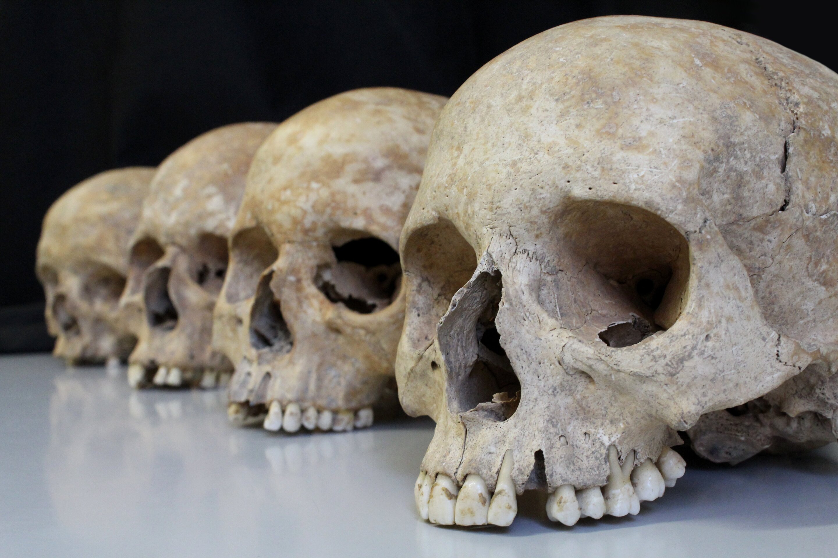The Impact of Evolution on Human Skeleton Formation