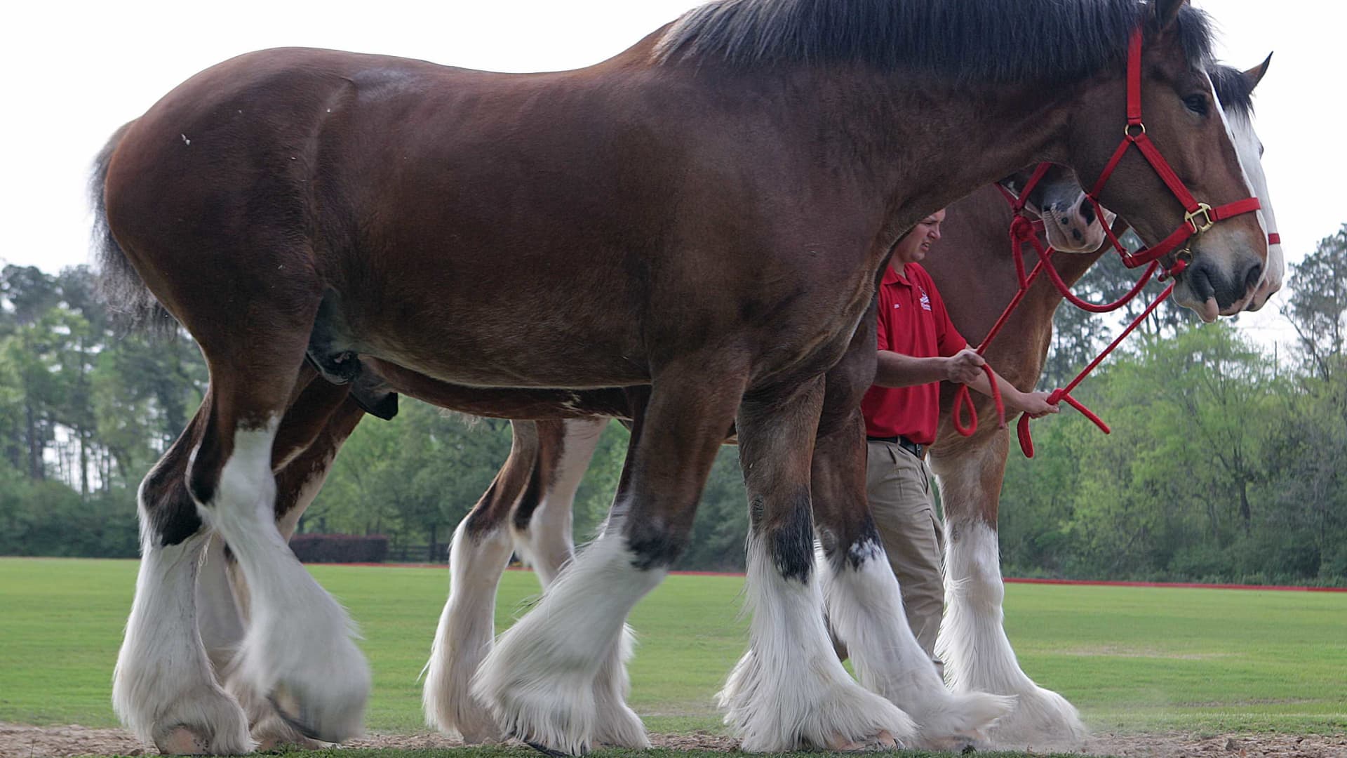 Featured image for Anheuser-Busch Ends Clydesdale Horse Tail Cutting Practice Following Backlash