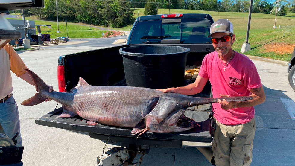 Anglers break records with massive catches in Tennessee and Arkansas