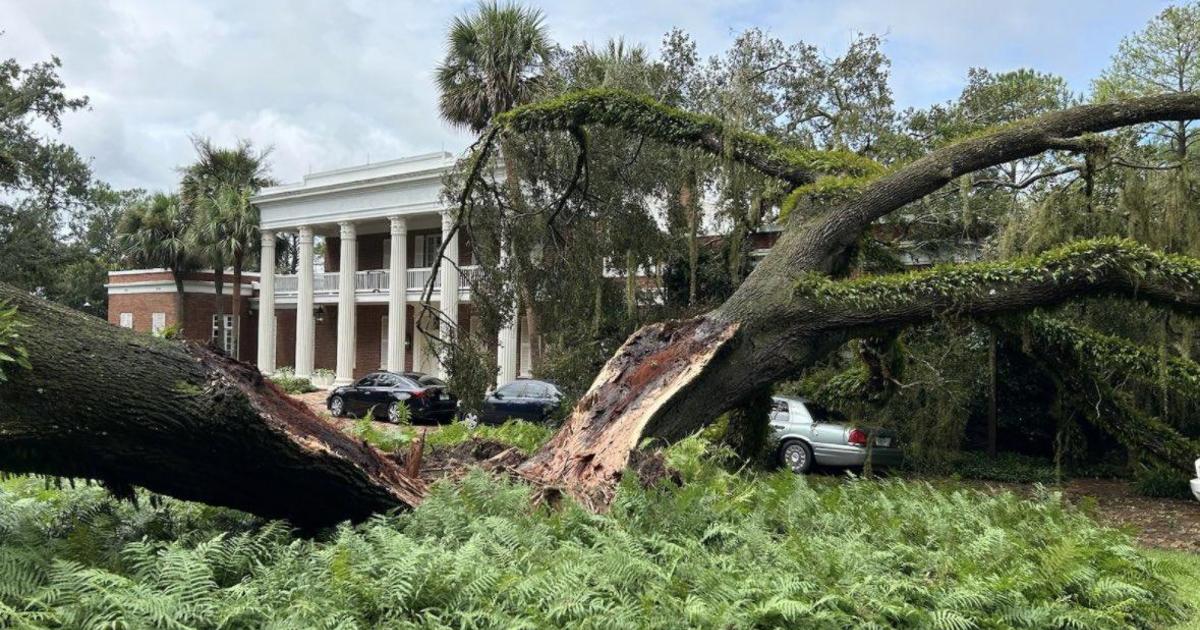 Featured image for Historic Oak Tree Collapses on Florida Governor's Mansion, Casey DeSantis Reacts