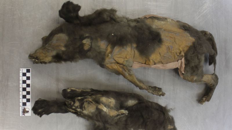 Featured image for 14,000-Year-Old 'Puppies' Were Actually Wolf Sisters, Not Dogs