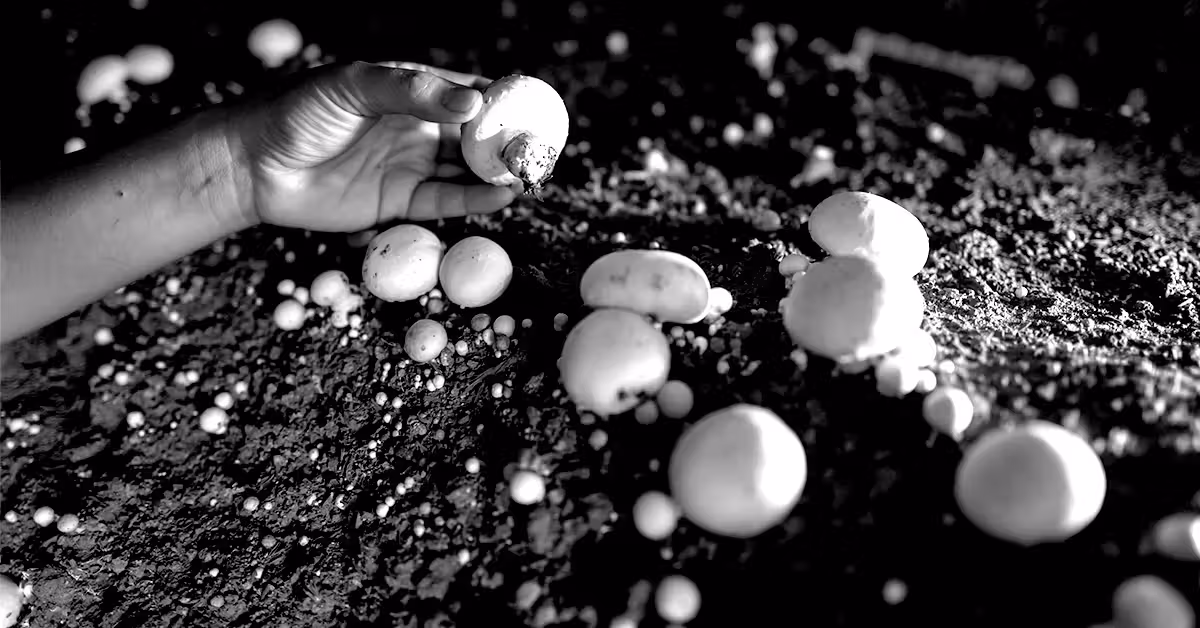 White Button Mushroom Extract Shows Promise in Slowing Prostate Cancer