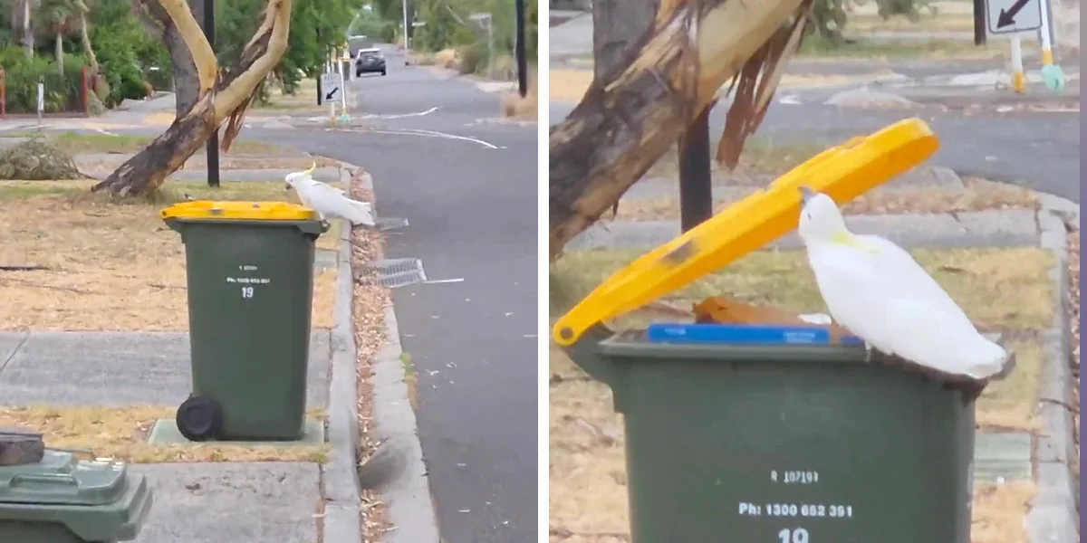 Melbourne Bin-Bandit: Cockatoo Caught Red-Handed