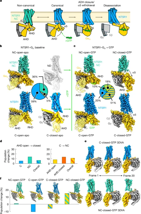 Transient GPCR states reveal how NTSR1 chooses its G proteins