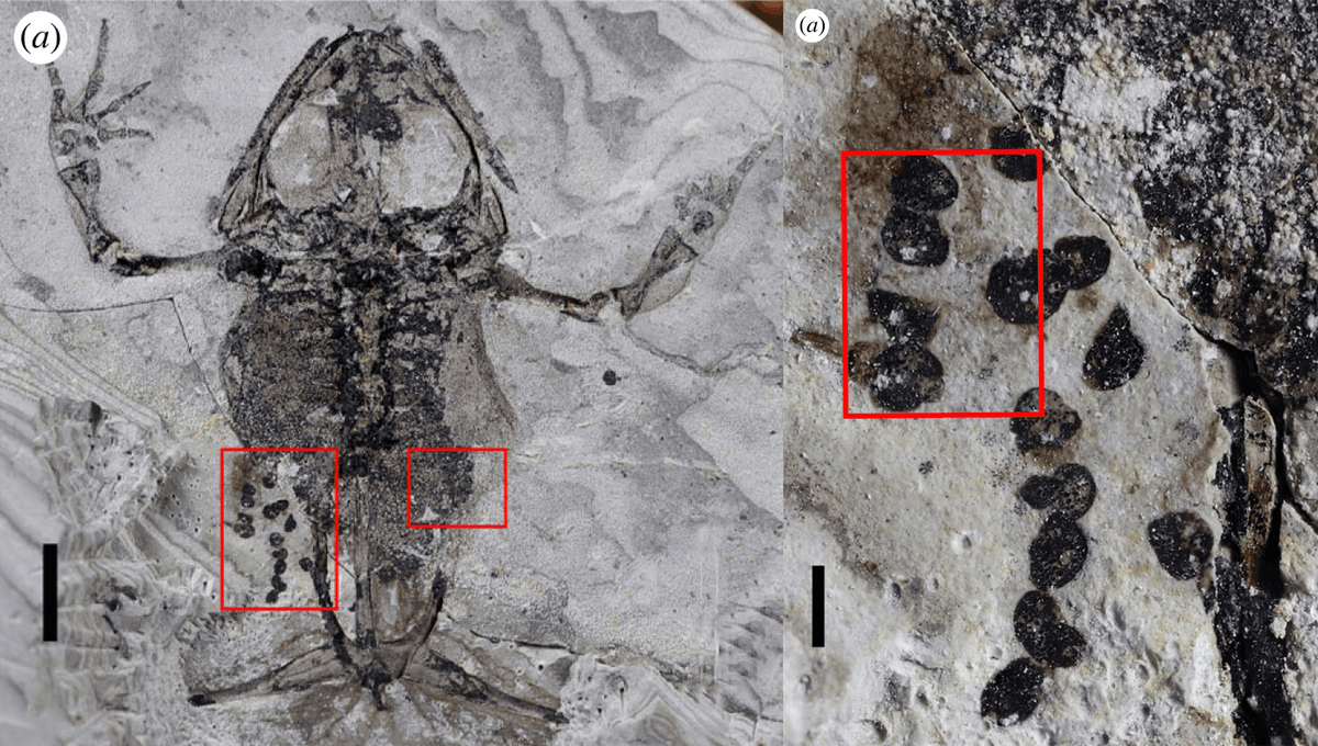 Featured image for Ancient Frog Fossil Reveals Grisly End During Mating