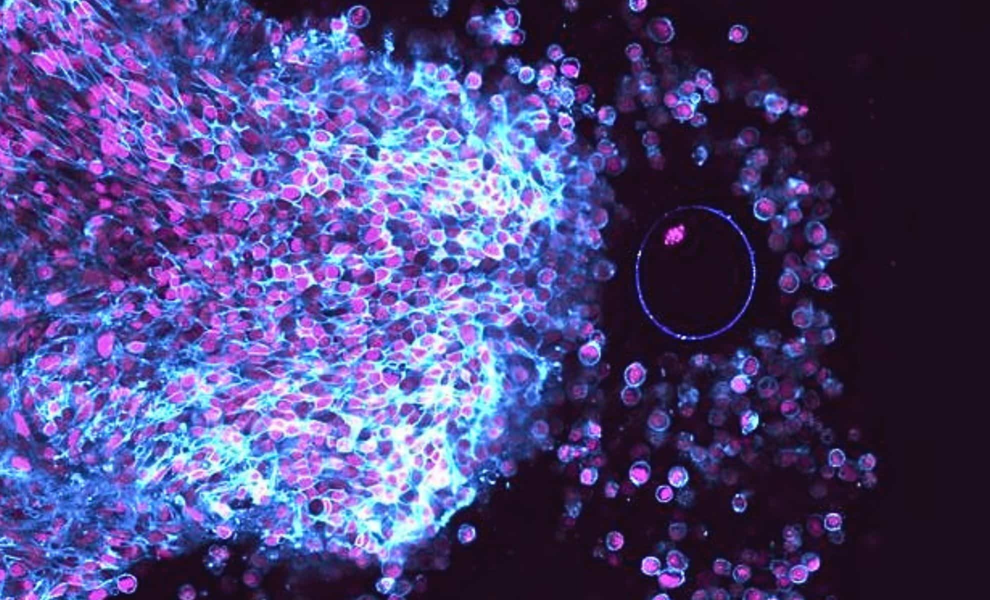 Featured image for Real-Time Ovulation Captured: A Breakthrough for Infertility Treatment?