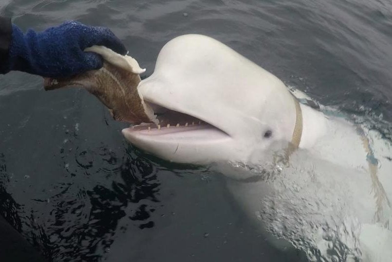 Featured image for Norway urges public to steer clear of 'spy' whale for its safety.