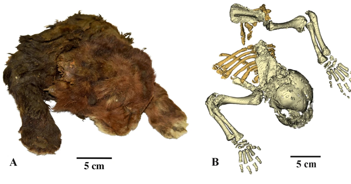Featured image for Ancient Saber-Toothed Cat Mummy Unveiled After 35,000 Years