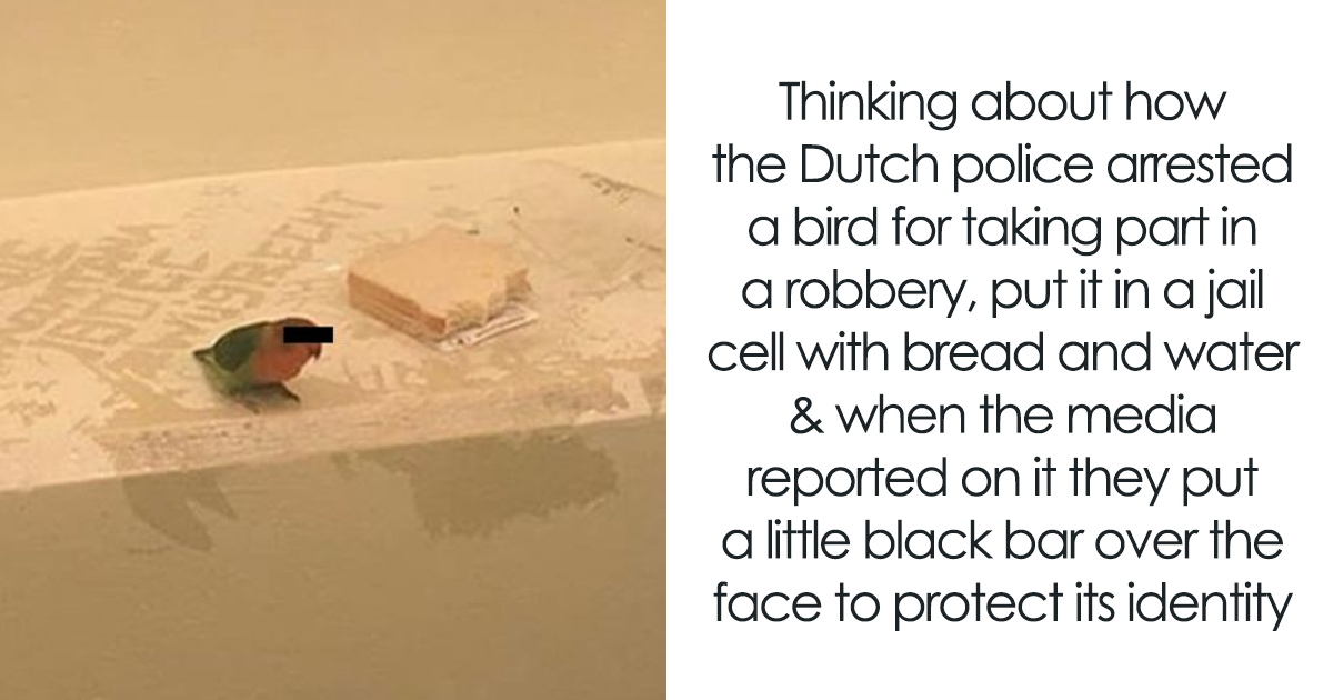 Featured image for "60 Hilariously Random Internet Memes That Will Make You LOL"