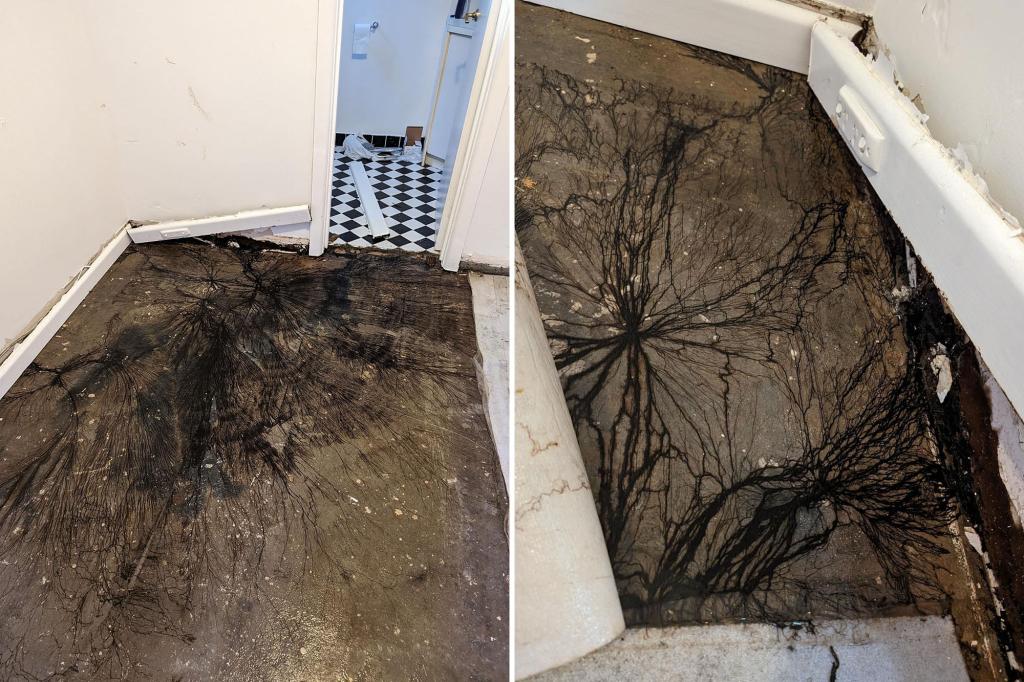 Featured image for Mysterious and Terrifying Find Baffles Homeowner