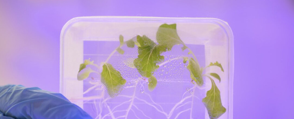Featured image for "Space-Grown Salads: A Deadly Risk for Astronauts"
