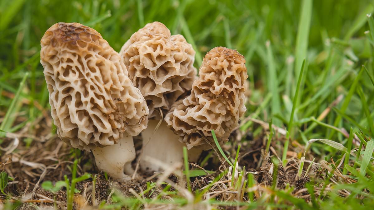 Featured image for "Fatal Outbreak: Undercooked Morel Mushrooms Claim Lives in Montana"
