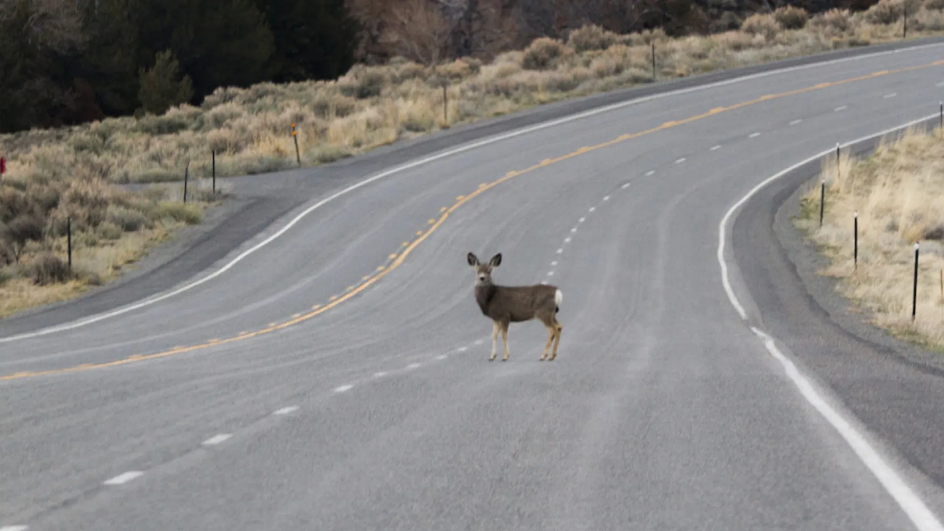 Featured image for Millions in Grants Awarded for Wildlife Crossing Projects Across US Highways