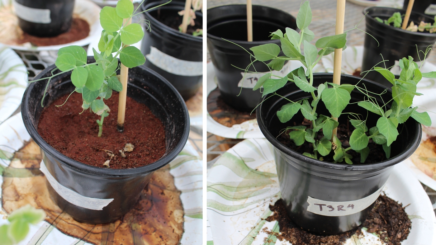 "Exploring Martian Agriculture: Fly Larvae and Synthetic Soil as Potential Solutions"