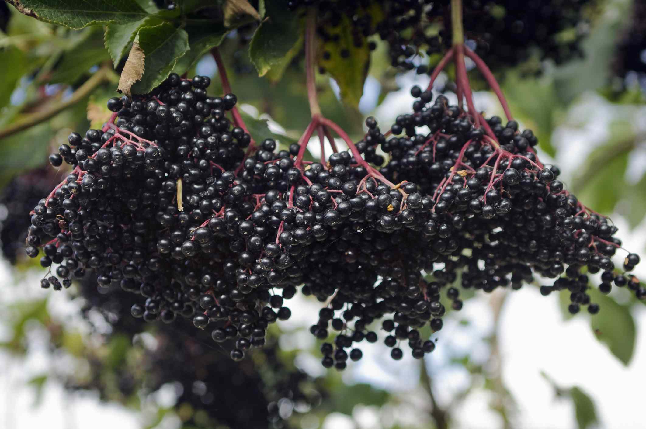 "Elderberry: A Powerful Source of Health Benefits"
