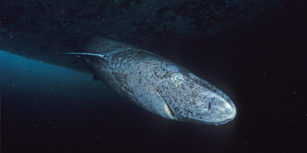Featured image for Lost Arctic Shark Found in Caribbean: A Baffling Discovery