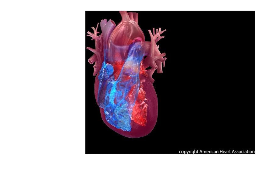Featured image for Viral Infections Linked to Higher Cardiovascular Risk