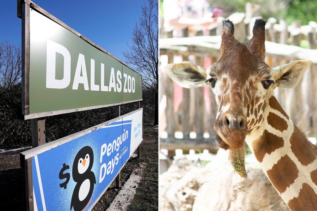 Featured image for Dallas Zoo Mourns Loss of Giraffe Ferrell Euthanized After Tragic Fall