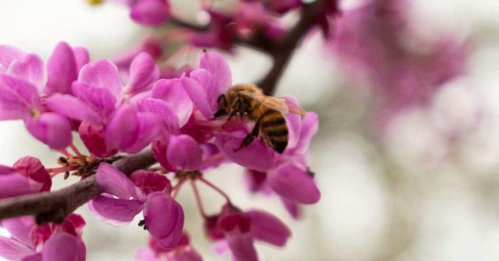 Featured image for "Winning Words: February 6, 2024 Spelling Bee Answers"