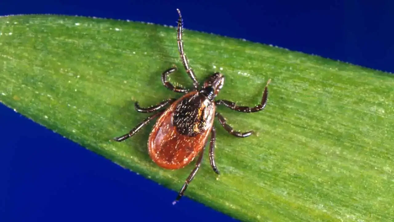 First Powassan Virus Death Confirmed in Maine This Year