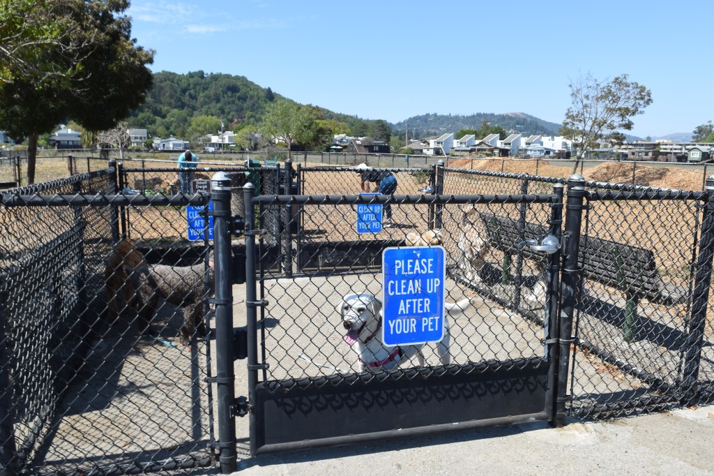 Featured image for Nationwide Alert: Mysterious Dog Illness Sparks Concern Among Veterinarians and Owners