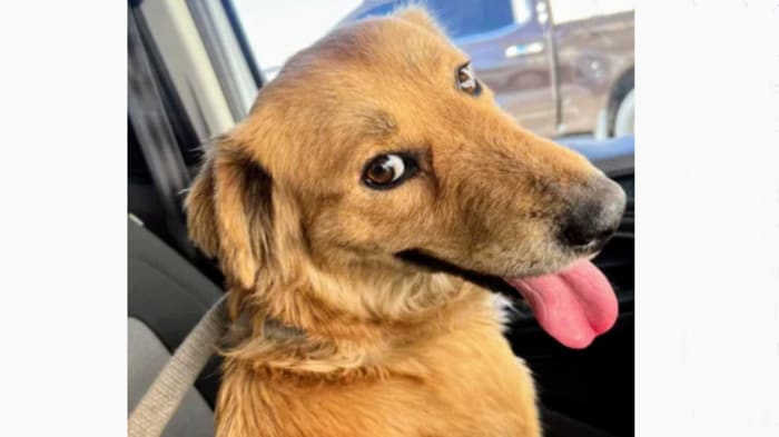 Featured image for "Shipping Container Rescue: Adorable Dog Saved by Coast Guard Goes Viral"