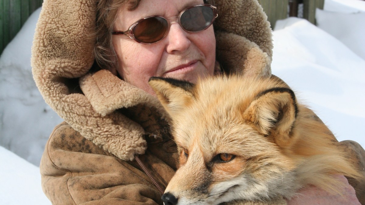 Featured image for Lyudmila Trut: Pioneering Geneticist Behind Fox-Dog Transformation Passes Away