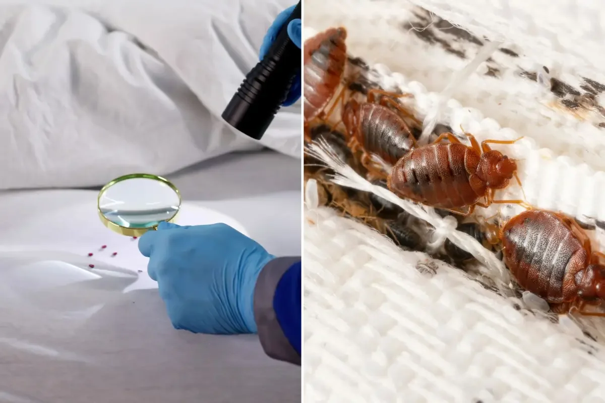 Bedbugs hitch rides to spring-break hotspots, health warns travelers