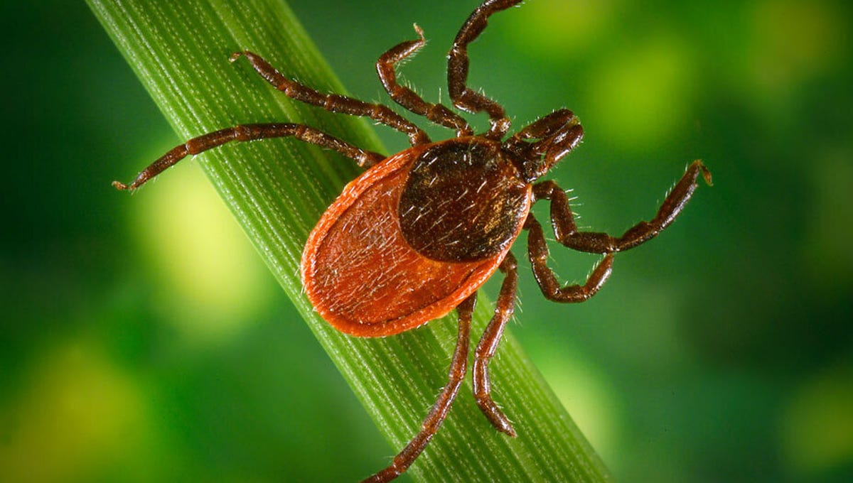 Unveiling the Appearance of Ticks and Tips to Avoid Their Bites