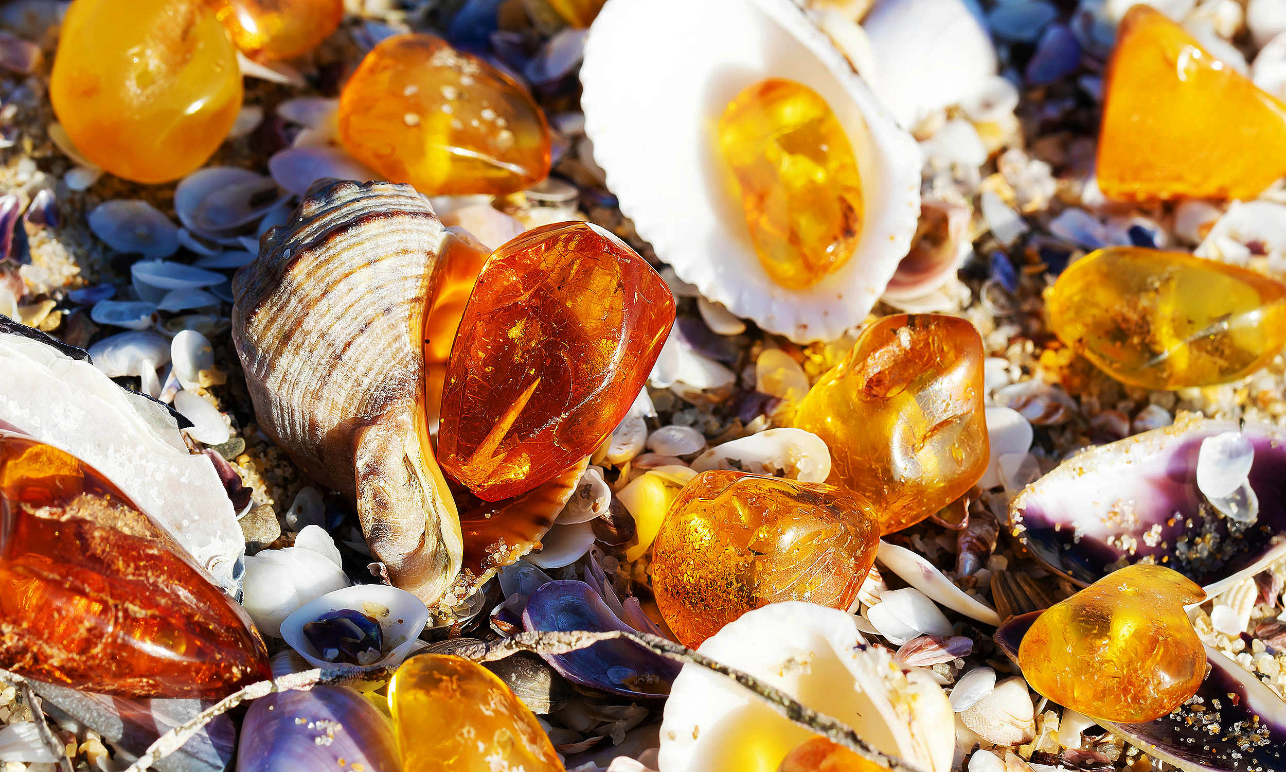 Featured image for Tsunami Displaces Tree Resin and Amber to Seabed